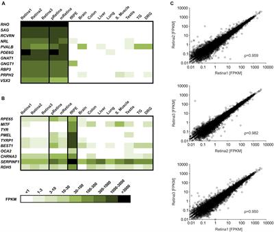 Deep Sequencing of the Human Retinae Reveals the Expression of Odorant Receptors